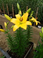 [5045 Serrada SES No01.JPG]